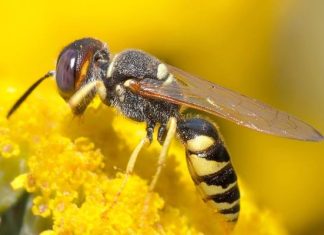 Lato to czas użądleń. Co robić, gdy użądli cię osa, pszczoła, szerszeń, mrówka? Tak wyglądają objawy alergii na jad owadów