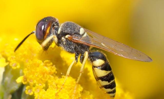 Lato to czas użądleń. Co robić, gdy użądli cię osa, pszczoła, szerszeń, mrówka? Tak wyglądają objawy alergii na jad owadów