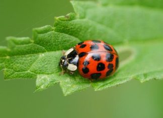 To nie są „polskie” biedronki tylko szkodniki. Po tym je odróżnisz. Czy biedronki azjatyckie są groźne? Nie dopuść do inwazji biedronek