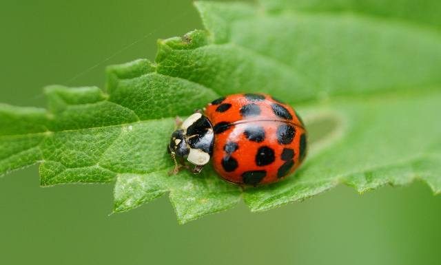 To nie są „polskie” biedronki tylko szkodniki. Po tym je odróżnisz. Czy biedronki azjatyckie są groźne? Nie dopuść do inwazji biedronek