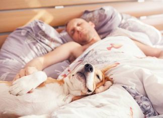 Śpisz z psem? Oto plusy i minusy, które mogą cię zaskoczyć. Naukowcy rozwiewają wątpliwości