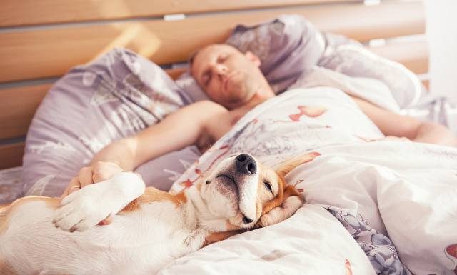 Śpisz z psem? Oto plusy i minusy, które mogą cię zaskoczyć. Naukowcy rozwiewają wątpliwości
