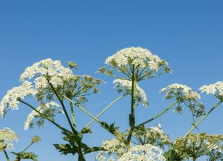 Nie dotykaj nigdy tych roślin! Kontakt z nimi zagraża poparzeniem, a także zatruciem. To nie tylko krzew Mojżesza i barszcz Sosnowskiego