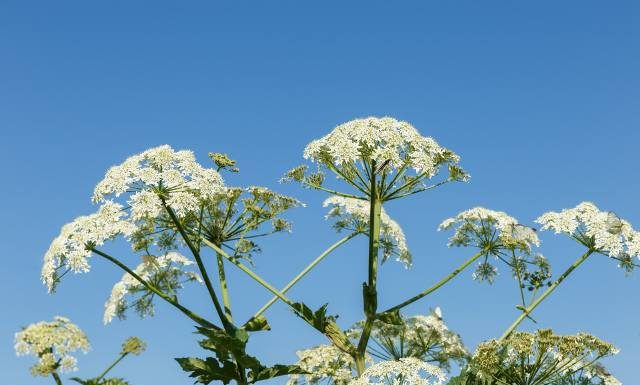 Nie dotykaj nigdy tych roślin! Kontakt z nimi zagraża poparzeniem, a także zatruciem. To nie tylko krzew Mojżesza i barszcz Sosnowskiego