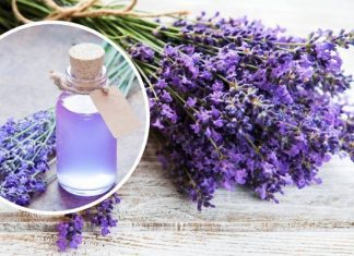 Łagodzi stres, zwalcza pasożyty i migrenę. Nalewka z lawendy odpręża i zmniejsza cellulit. Wypróbuj przepis na kojącą nalewkę lawendową
