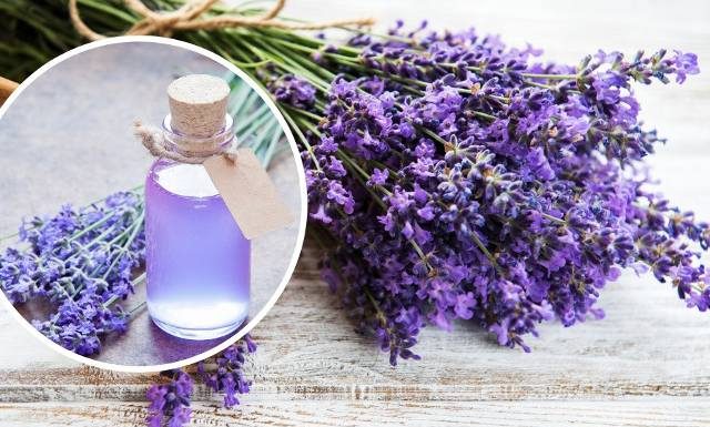 Łagodzi stres, zwalcza pasożyty i migrenę. Nalewka z lawendy odpręża i zmniejsza cellulit. Wypróbuj przepis na kojącą nalewkę lawendową