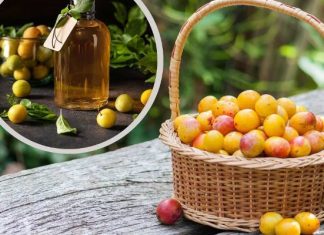 Po co mają leżeć pod drzewem i gnić? Przygotuj nalewkę z mirabelek, będzie idealna na zimę. Sprawdź przepis i właściwości mirabelkówki