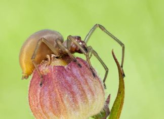 Najbardziej jadowity pająk w Polsce może mieszkać w twoim domu. Jest mało znany, ale groźny. Co zrobić po ugryzieniu kolczaka zbrojnego?