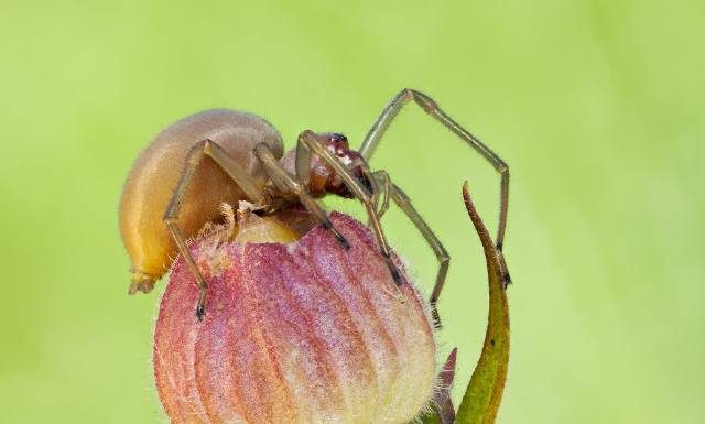 Najbardziej jadowity pająk w Polsce może mieszkać w twoim domu. Jest mało znany, ale groźny. Co zrobić po ugryzieniu kolczaka zbrojnego?