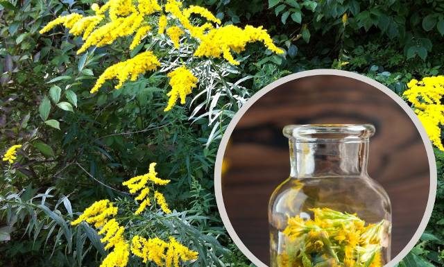 Złota rózga na trawienie i drogi moczowe. Zbieraj jej ziele na leczniczy miodek i inne przetwory. Sprawdź właściwości i przepisy