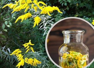 Złota rózga na trawienie i drogi moczowe. Zbieraj nawłoć na leczniczy miodek i inne przetwory. Sprawdź właściwości i przepisy z mimozy