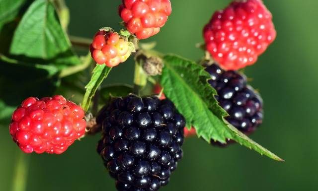 Nalewka z jeżyn, napar czy sok? Sprawdź, jak jeżyny pomogą ci w walce z anemią i bolesnym miesiączkowaniem. Jak jeść, by odzyskać zdrowie?