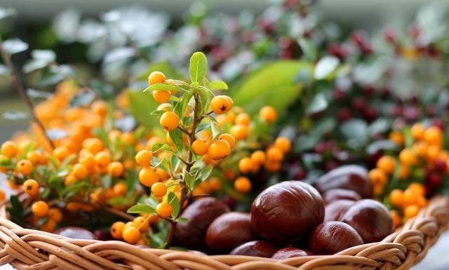 Najzdrowsze przetwory z lasu i łąki. Tych dzikich owoców nie kupuj tylko zbieraj. To nie tylko rokitnik i dereń