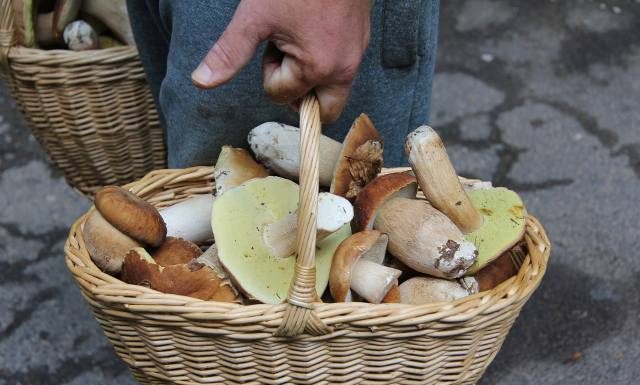 Jesienne grzybobranie nie dla każdego. Kto powinien unikać grzybów? Te dwie grupy osób muszą na nie szczególnie uważać