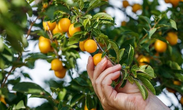 Nie daj im się zmarnować! Owoce, które rosną w naszych ogrodach, to witaminowy hit. Poznaj 5 korzyści z jedzenia mirabelek
