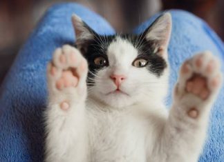 Czy kot jest zdrowy dla człowieka? Tak! I to bardziej niż myślisz. Dzień Kota to okazja, aby docenić swojego mruczącego przyjaciela