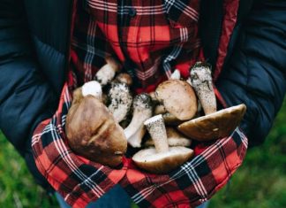 To najbardziej trujący grzyb na świecie. Wystarczy jeden, by umrzeć. Omijaj go z daleka. Odpowiada za 90 proc. śmiertelnych zatruć