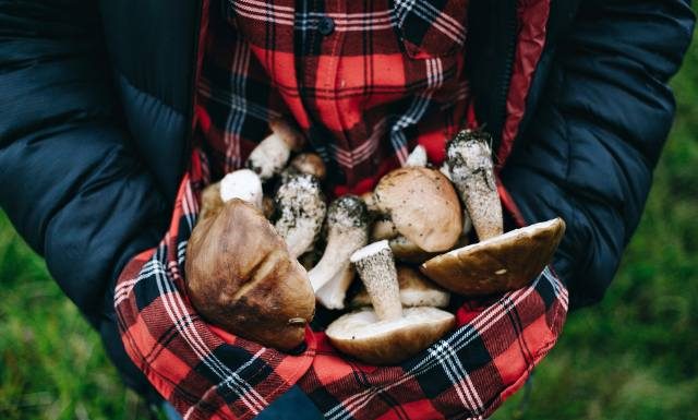 To najbardziej trujący grzyb na świecie. Wystarczy jeden, by umrzeć. Omijaj go z daleka. Odpowiada za 90 proc. śmiertelnych zatruć