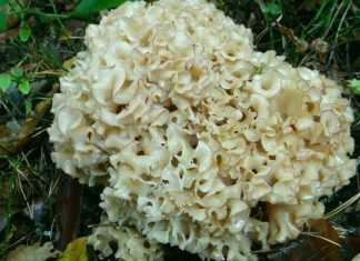 Wyglądają jak z horroru, ale są pyszne! Dziwne, jadalne grzyby z polskich lasów