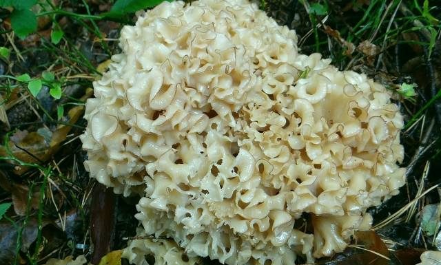 Wyglądają jak z horroru, ale są pyszne! Dziwne, jadalne grzyby z polskich lasów