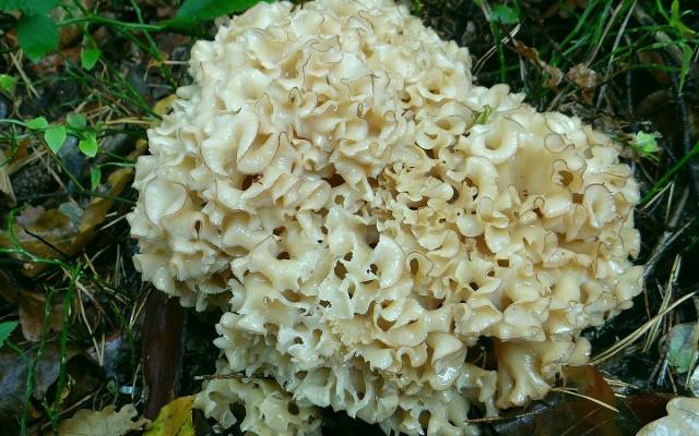 Wyglądają jak z horroru, ale są pyszne! Dziwne, jadalne grzyby z polskich lasów