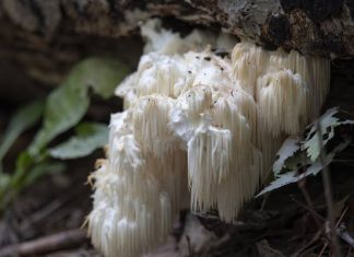 Grzyb, który działa jak antydepresant i leczy mózg. Ma supermoce, które chronią przed demencją i depresją