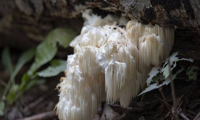 Grzyb, który działa jak antydepresant i leczy mózg. Ma supermoce, które chronią przed demencją i depresją