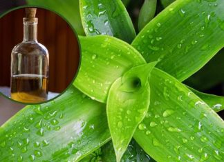 „Domowy żeń-szeń” obniża cukier i wspiera wątrobę. Jak zrobić nalewkę ze złotych wąsów?