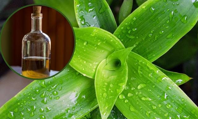 „Domowy żeń-szeń” obniża cukier i wspiera wątrobę. Jak zrobić nalewkę ze złotych wąsów?