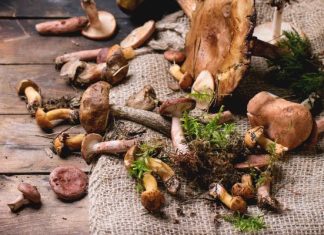 Możesz się zatruć nawet gatunkami jadalnymi. Te grzyby są niebezpieczne! Jak rozpoznać objawy i udzielić pomocy?