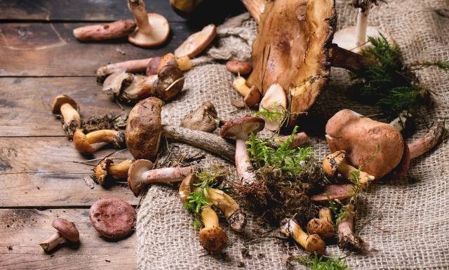 Możesz się zatruć nawet gatunkami jadalnymi. Te grzyby są niebezpieczne! Jak rozpoznać objawy i udzielić pomocy?