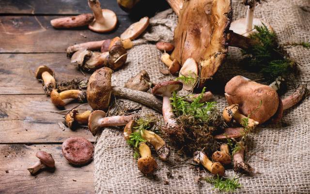 Możesz się zatruć nawet gatunkami jadalnymi. Te grzyby są niebezpieczne! Jak rozpoznać objawy i udzielić pomocy?