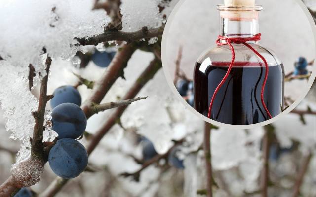 Zbierz tarninę teraz lub poczekaj na mróz! Czas na najlepszą nalewkę z dzikich śliwek