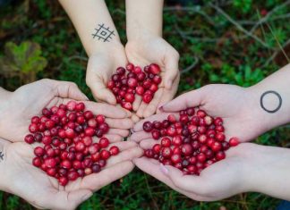 Naturalny lek czy ukryte zagrożenie? Żurawina – niesamowite właściwości, ale i lista przeciwwskazań, które musisz znać