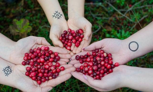 Naturalny lek czy ukryte zagrożenie? Żurawina – niesamowite właściwości, ale i lista przeciwwskazań, które musisz znać