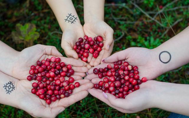 Naturalny lek czy ukryte zagrożenie? Żurawina – niesamowite właściwości, ale i lista przeciwwskazań, które musisz znać