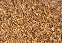 Potężne wsparcie dla wątroby. Badania potwierdziły: potrafi cofnąć stłuszczenie