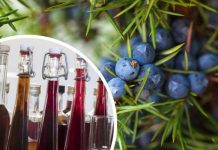 Jałowcówka to nie trunek, tylko leczniczy przetwór. Pomaga na niestrawność, bóle stawów i problemy z nerkami. Sprawdź przepis!