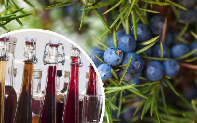 Jałowcówka to nie trunek, tylko leczniczy przetwór. Pomaga na niestrawność, bóle stawów i problemy z nerkami. Sprawdź przepis!