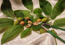 Orzechy włoskie mają moc właściwości zdrowotnych. Wspierają serce i mózg. Sprawdź, na co pomaga olejek z orzechów włoskich i orzechówka