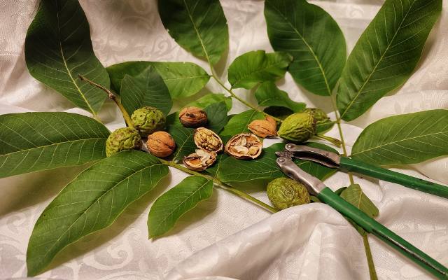 Orzechy włoskie mają moc właściwości zdrowotnych. Wspierają serce i mózg. Sprawdź, na co pomaga olejek z orzechów włoskich i orzechówka