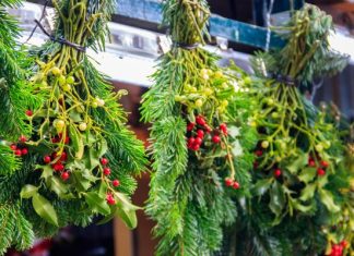 Jemioła to symbol świąt, ale ma wiele leczniczych właściwości. Stosuj ją na nadciśnienie i miażdżycę. Uspokoi i poprawi trawienie
