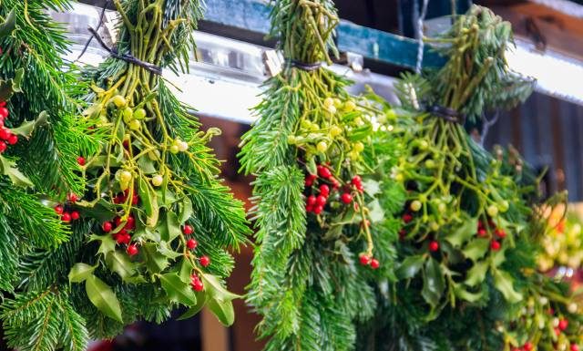 Jemioła to symbol świąt, ale ma wiele leczniczych właściwości. Stosuj ją na nadciśnienie i miażdżycę. Uspokoi i poprawi trawienie