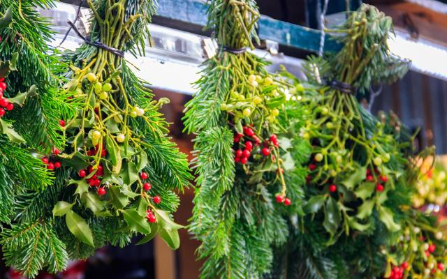 Jemioła to symbol świąt, ale ma wiele leczniczych właściwości. Stosuj ją na nadciśnienie i miażdżycę. Uspokoi i poprawi trawienie