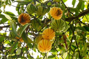 Francja już wprowadziła zakaz. Powoduje nieodwracalne uszkodzenia wątroby