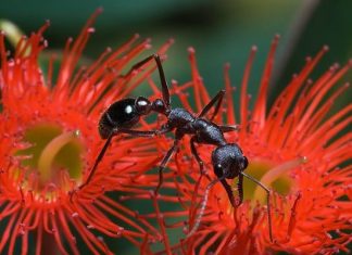 Uważaj na feriach: śmiertelne niebezpieczeństwo w ciepłych krajach, które ledwo dostrzeżesz gołym okiem. Roznoszą choroby i pasożyty!