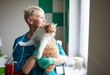 Rudy kot Franek jako „terapeuta”. W Krakowie działa felinoterapia