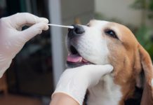 Już nie tylko COVID. Psi koronawirus zaczyna zakażać ludzi