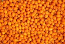 Potężna ochrona wątroby i nerek. Niedoceniony polski skarb