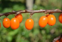 Polskie „złoto” wraca do łask. Potężne wsparcie wątroby i nerek